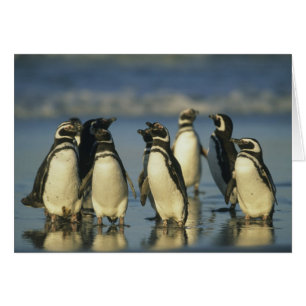 Magellan-Pinguine, Spheniscus