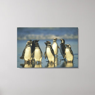 Magellan-Pinguine, Spheniscus Leinwanddruck