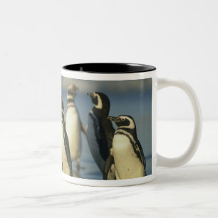 Magellan-Pinguine, Spheniscus Zweifarbige Tasse