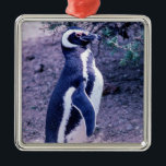 Magellanic Penguin auf der Halbinsel Valdes - Pata Ornament Aus Metall<br><div class="desc">Magellanischer Pinguin auf der Halbinsel Valdes - Patagonien,  Argentinien. Pinguine finden sich in 3 verschiedenen Kolonien (Punta Tombo,  Punta Norte und Punta Delgada) entlang der Küste der Halbinsel Valdes.</div>