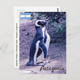 Magellanic Penguin auf der Halbinsel Valdes - Pata Postkarte