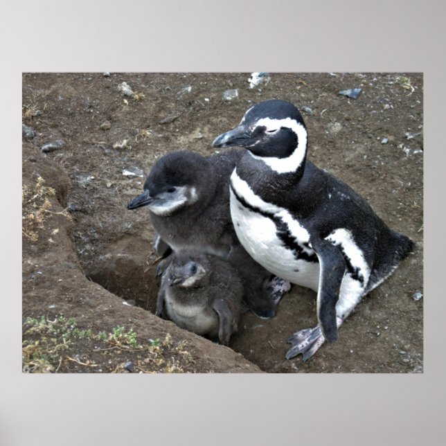 Magellanic Penguin Family Poster (Vorne)
