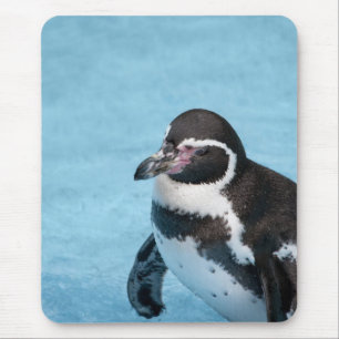 Magellanic Penguin Mousepad