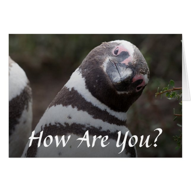 Magellanic Penguin Portrait (Vorderseite (Horizontal))