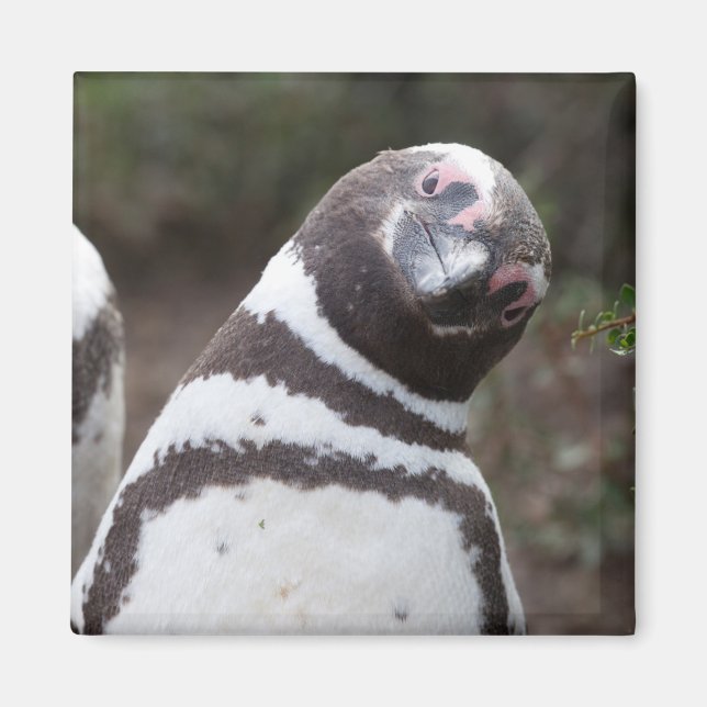 Magellanic Penguin Portrait Magnet (Vorne)