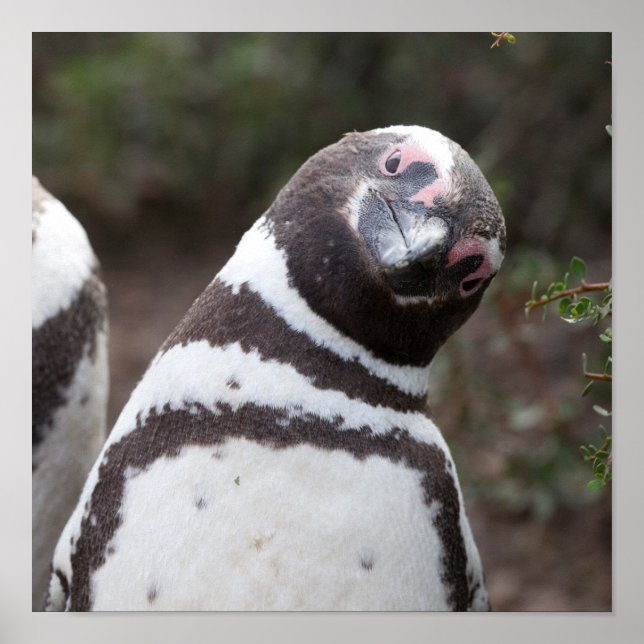Magellanic Penguin Portrait Poster (Vorne)