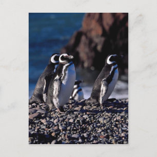 Magellanic Penguin Postkarte