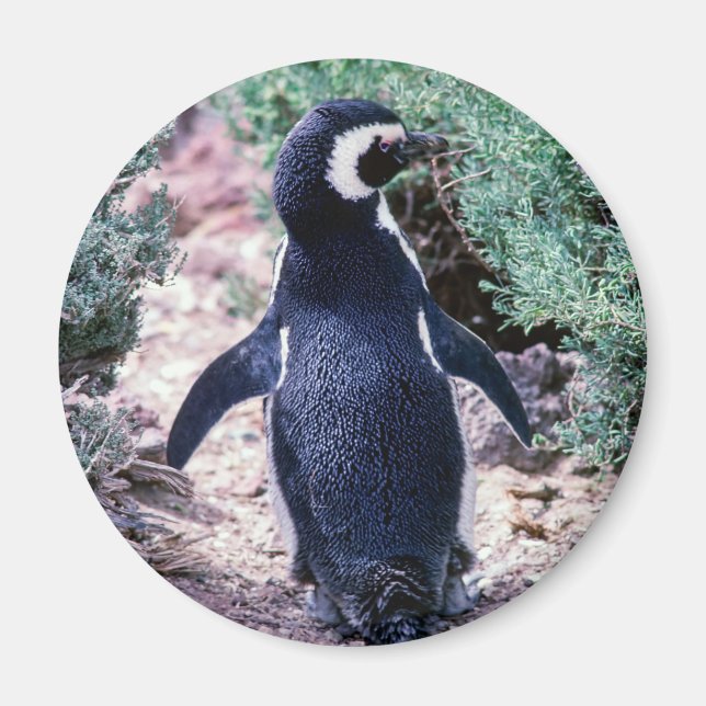 Magellanic Pinguin in Halbinsel Valdes - Argentini Magnet (Vorne)