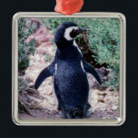 Magellanic Pinguin in Halbinsel Valdes - Argentini Ornament Aus Metall<br><div class="desc">Magellanischer Pinguin auf der Halbinsel Valdes - Argentinien. Pinguine finden sich in 3 verschiedenen Kolonien (Punta Tombo,  Punta Norte und Punta Delgada) entlang der Küste der Halbinsel Valdes.</div>