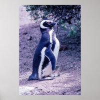Magellanic Pinguin in Halbinsel Valdes - Argentini