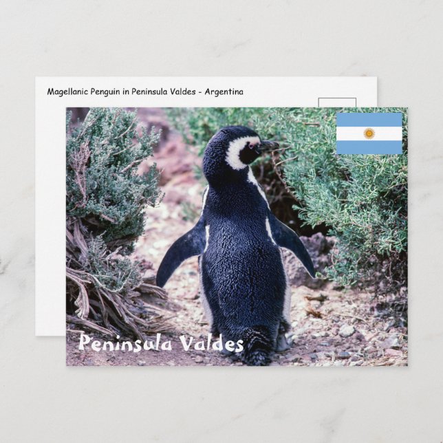 Magellanic Pinguin in Halbinsel Valdes - Argentini Postkarte (Vorne/Hinten)
