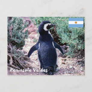 Magellanic Pinguin in Halbinsel Valdes - Argentini Postkarte