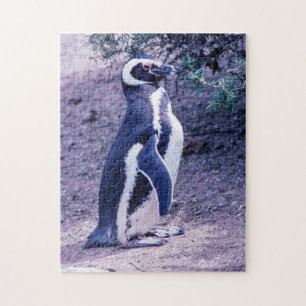 Magellanic Pinguin in Halbinsel Valdes - Argentini Puzzle
