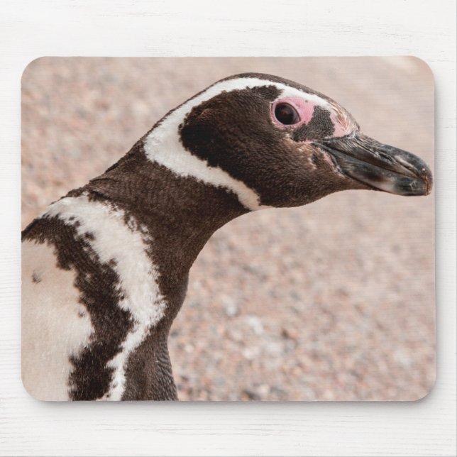 Magellanic Pinguin, Patagonia, Argentinien Mousepad (Vorne)