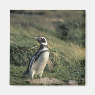 Magellanic Pinguin (Spheniscus magellanicus), Magnet