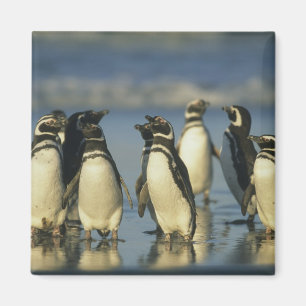 Magellanic Pinguine, Spheniscus Magnet