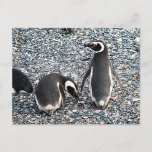 Magellanische Pinguine, Beagle Channel, Patagonien Postkarte