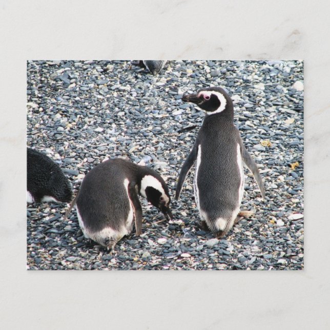 Magellanische Pinguine, Beagle Channel, Patagonien Postkarte (Vorderseite)
