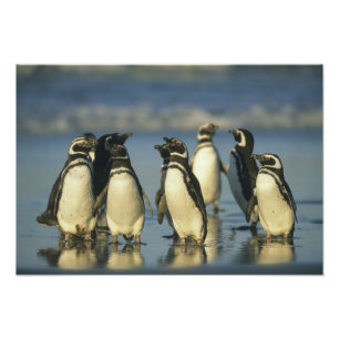 Magellanische Pinguine, Spheniskus Fotodruck