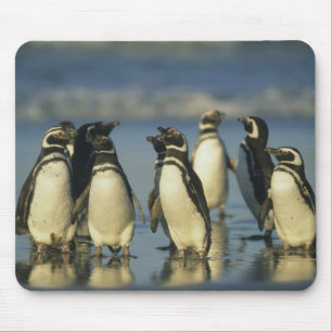 Magellanische Pinguine, Spheniskus Mousepad