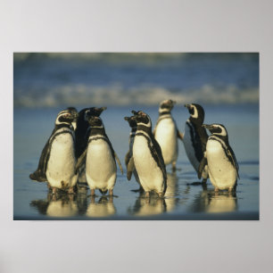 Magellanische Pinguine, Spheniskus Poster