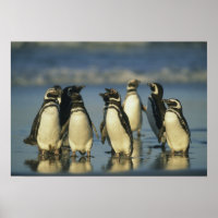 Magellanische Pinguine, Spheniskus