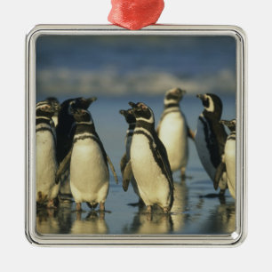Magellanische Pinguine, Spheniskus Silbernes Ornament
