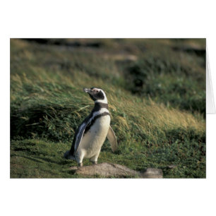Magellanischer Penguin (Spheniscus magellanicus),