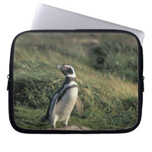 Magellanischer Penguin (Spheniscus magellanicus), Laptopschutzhülle