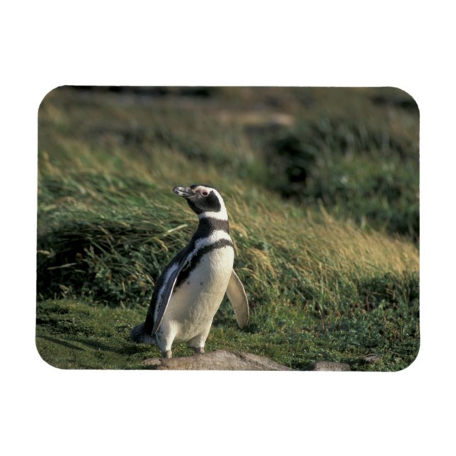 Magellanischer Penguin (Spheniscus magellanicus), Magnet (Horizontal)