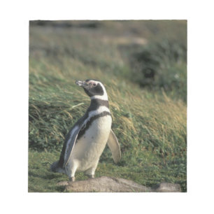 Magellanischer Penguin (Spheniscus magellanicus), Notizblock