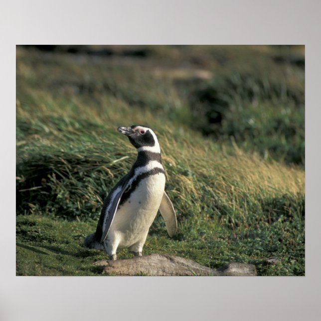 Magellanischer Penguin (Spheniscus magellanicus), Poster (Vorne)