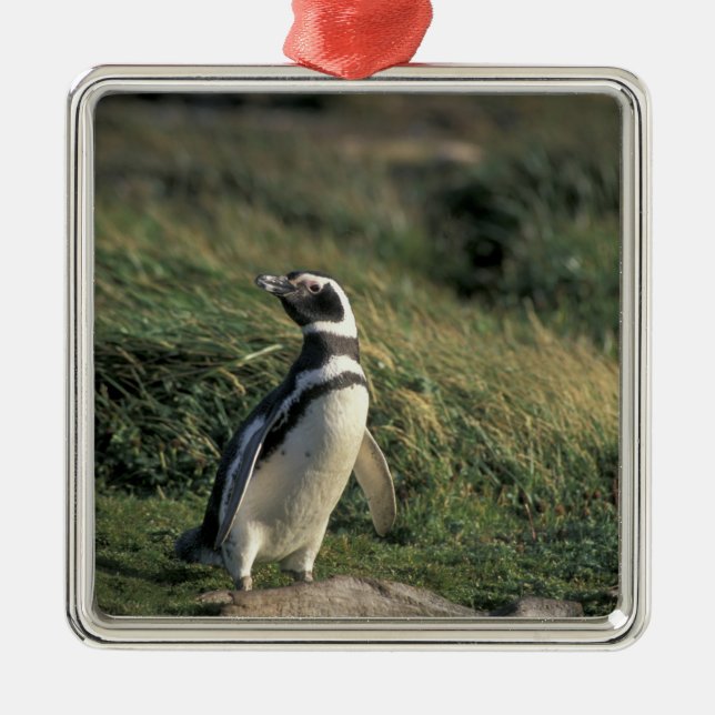 Magellanischer Penguin (Spheniscus magellanicus), Silbernes Ornament (Vorne)