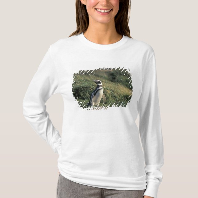 Magellanischer Penguin (Spheniscus magellanicus), T-Shirt (Vorderseite)