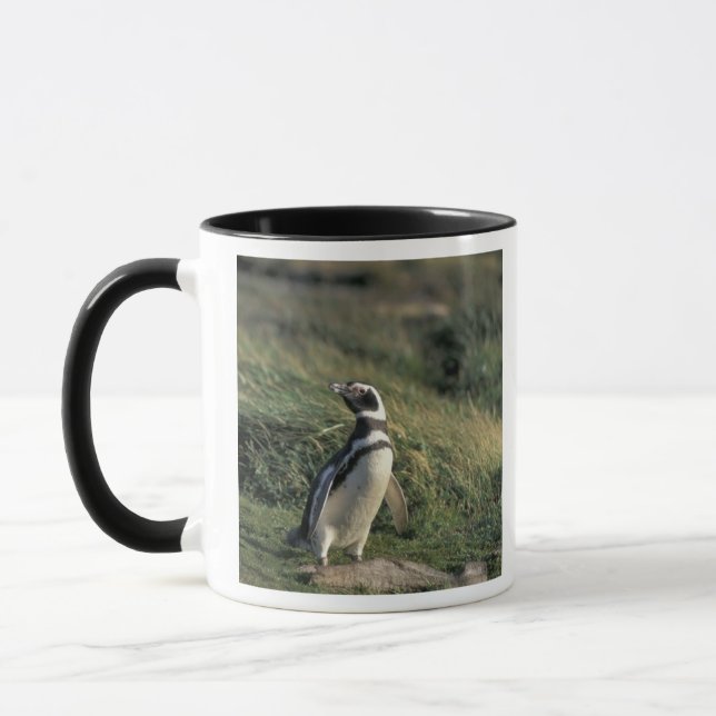 Magellanischer Penguin (Spheniscus magellanicus), Tasse (Links)