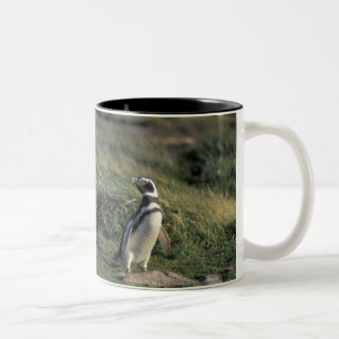 Magellanischer Penguin (Spheniscus magellanicus), Zweifarbige Tasse