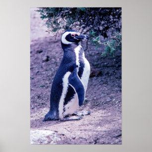 Magellanpinguin in der Halbinsel Valdes - Argentin Poster