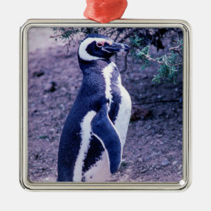 Magellanpinguin in der Halbinsel Valdes - Patagoni Ornament Aus Metall