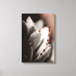 Magengrüner Sukkulat mit braunen Tipps Leinwanddruck