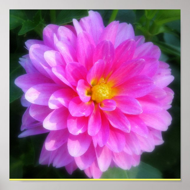 Magenta Blume Poster (Vorne)