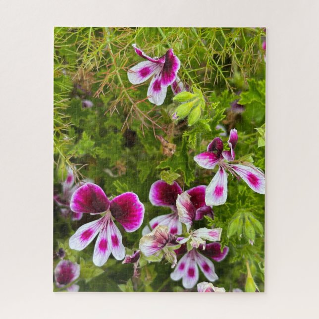Magenta duftendes Blattpelargonie, Oakland Puzzle (Vertikal)