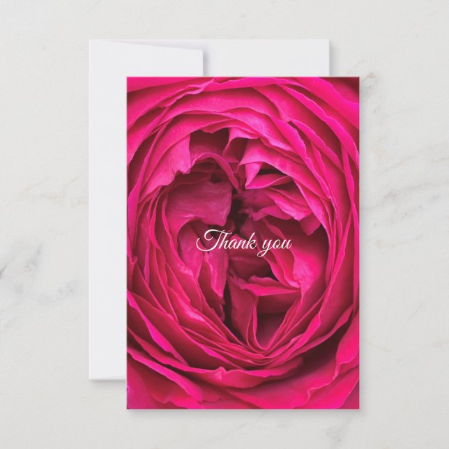 Magenta English Rose danke Karte (Vorderseite)