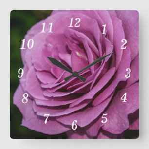 Magenta Garden Rose Uhr