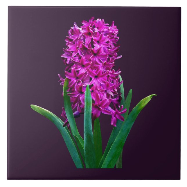 Magenta Hyacinth Fliese (Vorderseite)