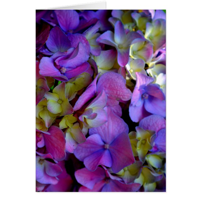Magenta Lila-blaugelbe Hydrangeas-Blume (Vorne)