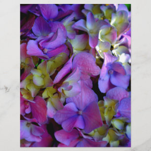 Magenta Lila-blaugelbe Hydrangeas-Blume