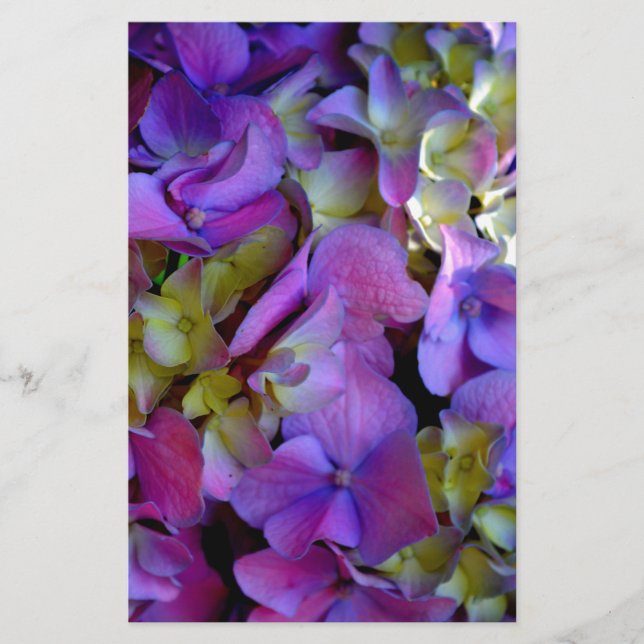 Magenta Lila-blaugelbe Hydrangeas-Blume Briefpapier (Vorderseite)