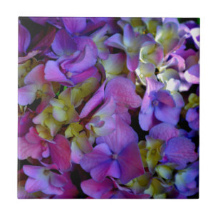 Magenta Lila-blaugelbe Hydrangeas-Blume Fliese