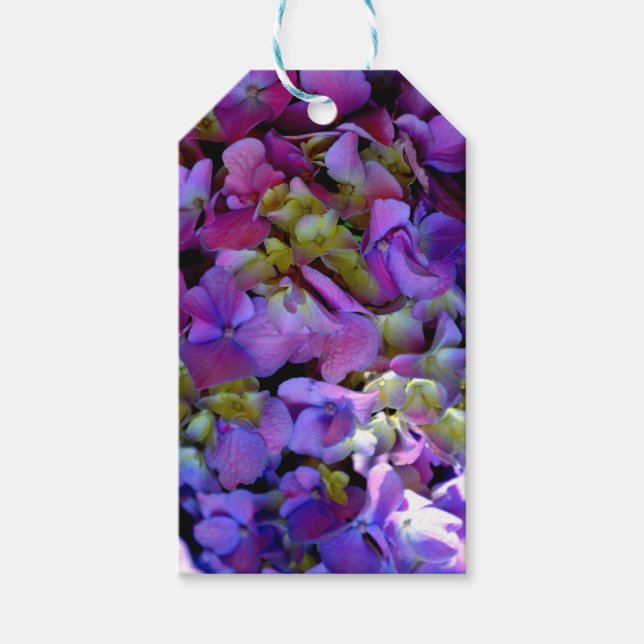 Magenta Lila-blaugelbe Hydrangeas-Blume Geschenkanhänger (Vorderseite)
