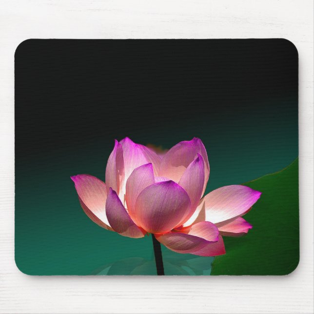 Magenta Lotus in voller Blüte, Mousepad (Vorne)